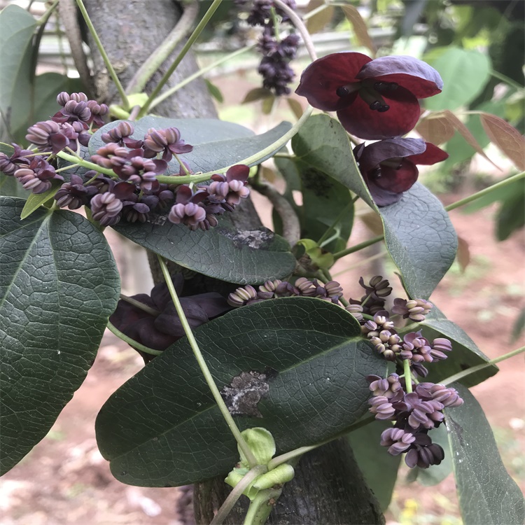 阳春三月种植的八月瓜果树也照样把花儿开