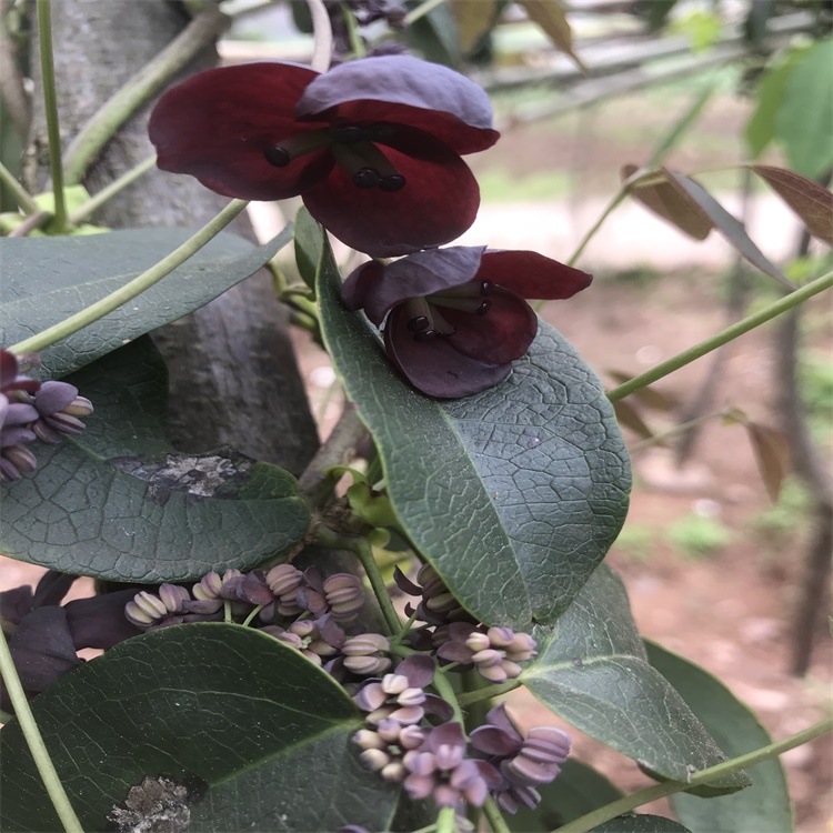 阳春三月种植的八月瓜果树也照样把花儿开